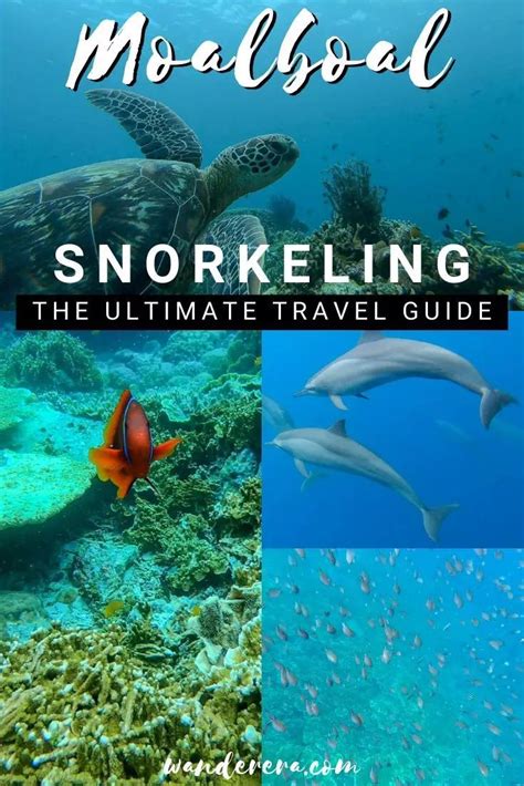 Here Are the Best Snorkeling Spots in Moalboal .